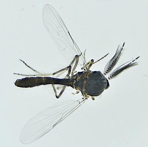 Réf. 299 839 : Dasyhelea sp.